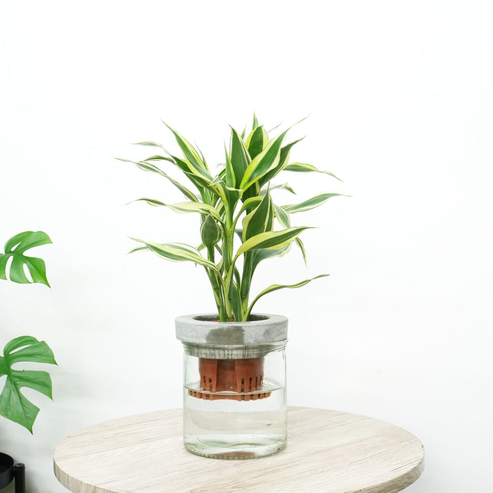 NEOモルタルシリンダー【サンデリアーナ　ホワイト】