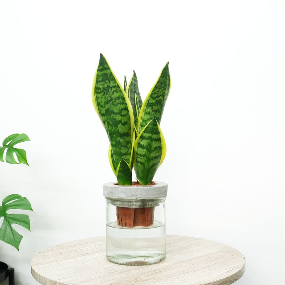 NEOモルタルシリンダー【サンセベリア　フツーラ】