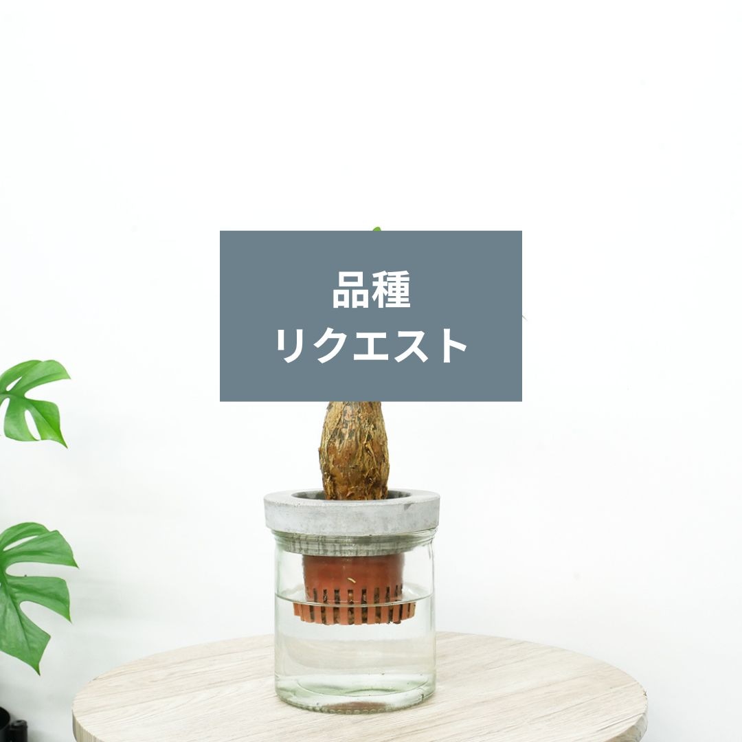 商品一覧,鉢（材質で選ぶ）,ガラス | HAOMIRU