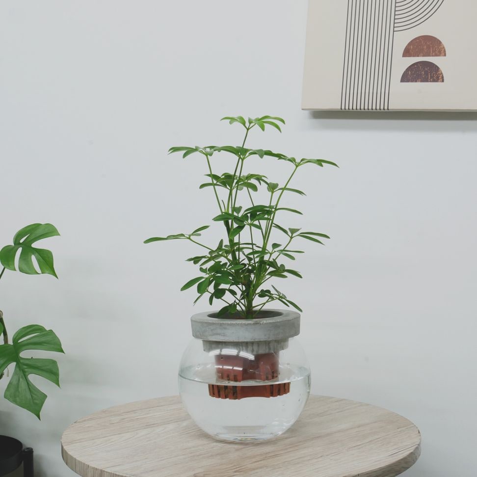 ウランガラス　鉢 そうめん鉢 23cm ガラス製 ボウル サラダボウル そうめん鉢 麺鉢 鉢 大