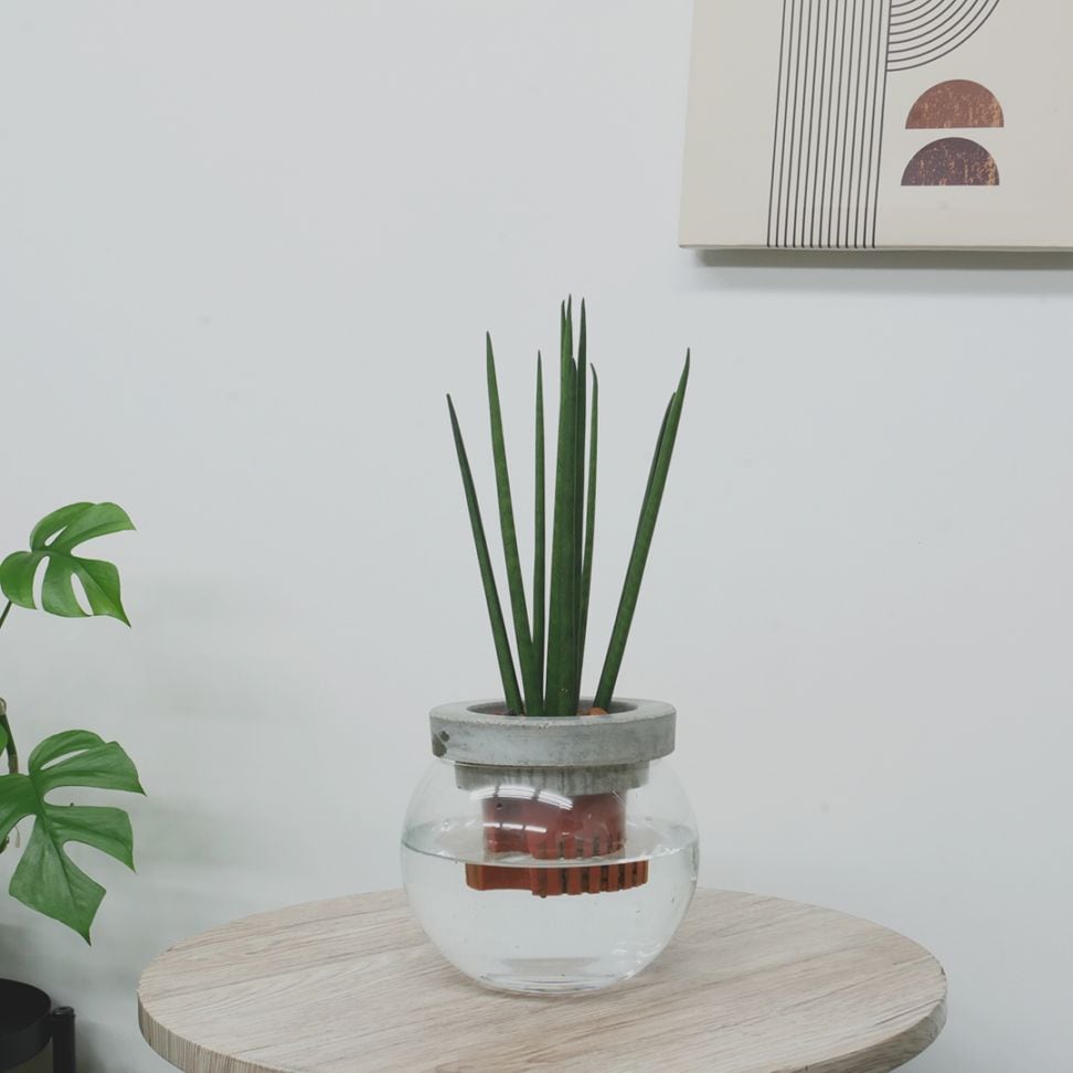 商品一覧,鉢（材質で選ぶ）,ガラス | HAOMIRU