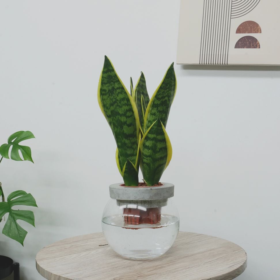 NEOモルタルバルン【サンセベリア　フツーラ】