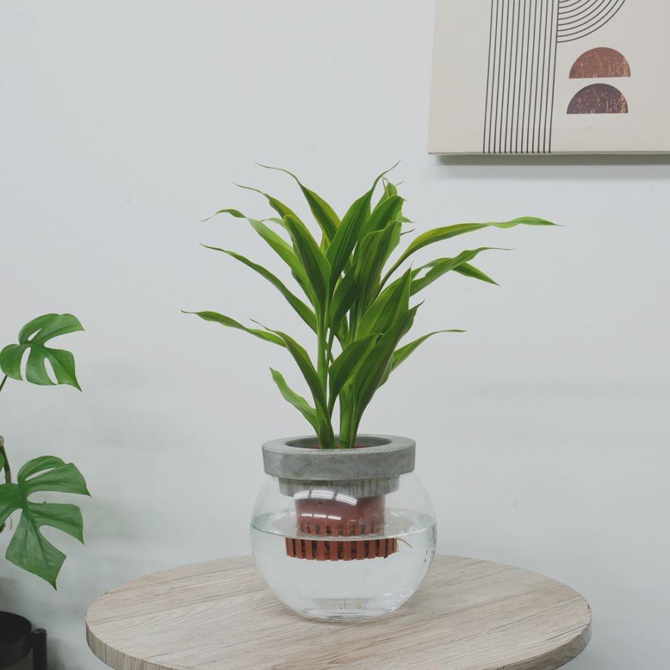 NEOモルタルバルン【サンデリアーナ　ゴールド】