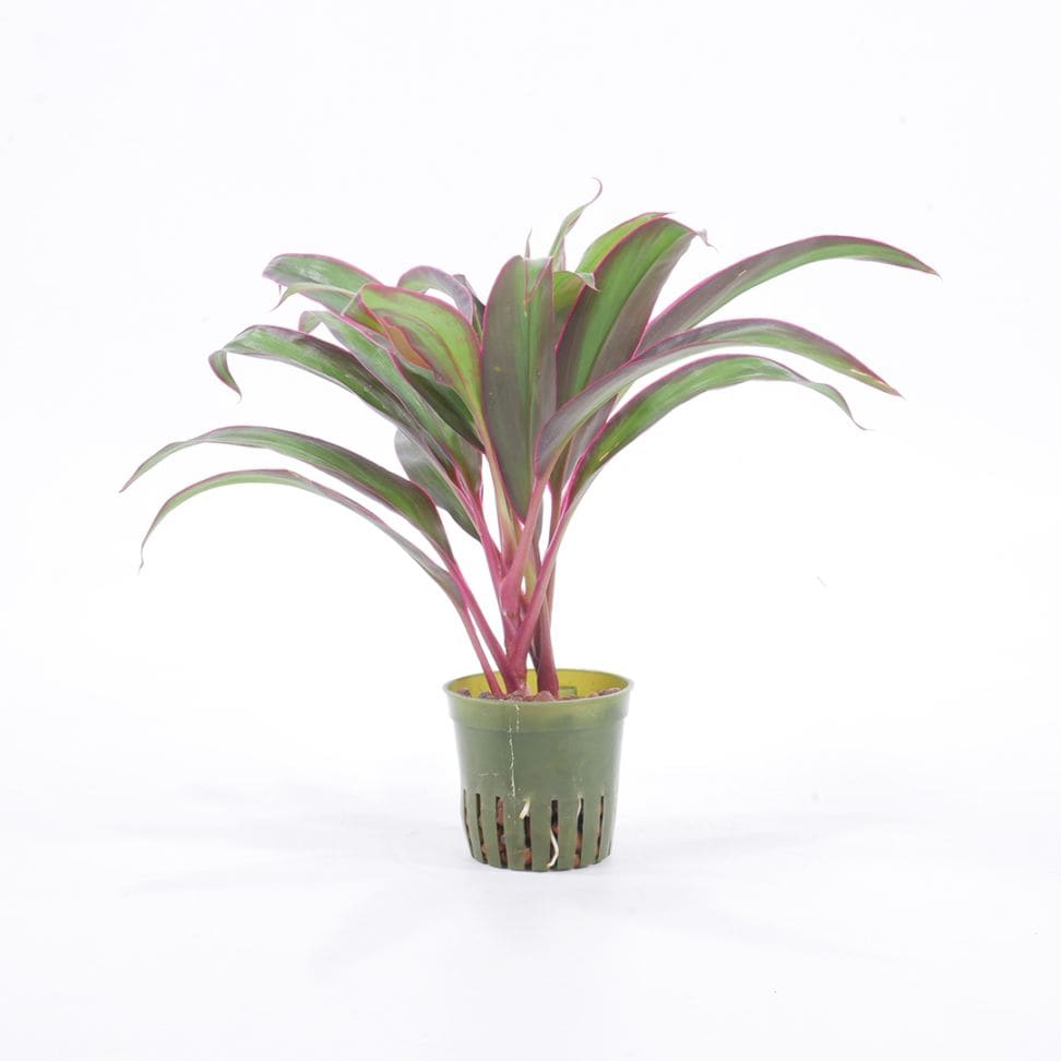 キュート苗（6Φ・2号）コルジリネ　レッドエッジ