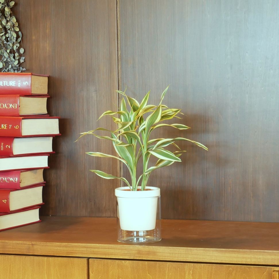 【色が選べる】NEOルーツ100【サンデリアーナ ホワイト】