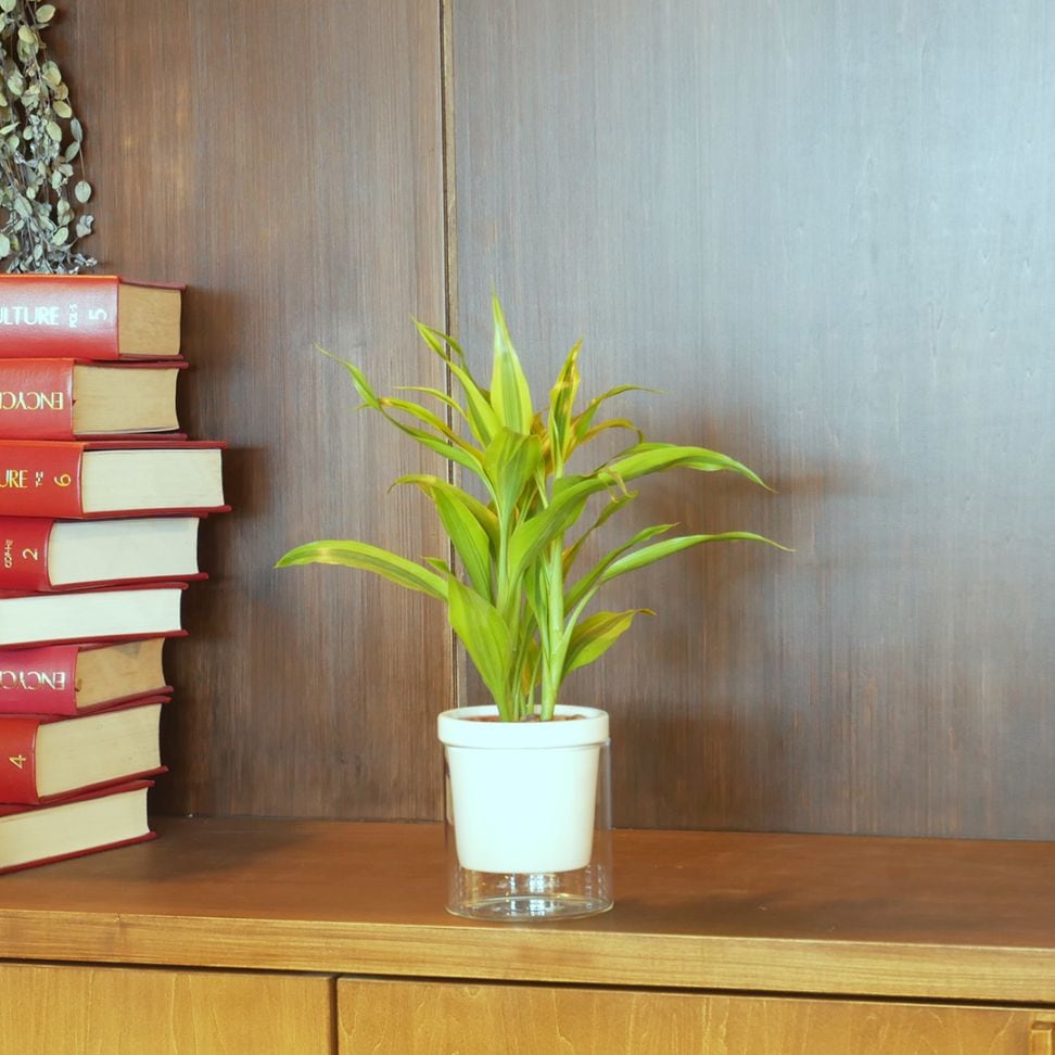 【色が選べる】NEOルーツ100【サンデリアーナ ゴールド】