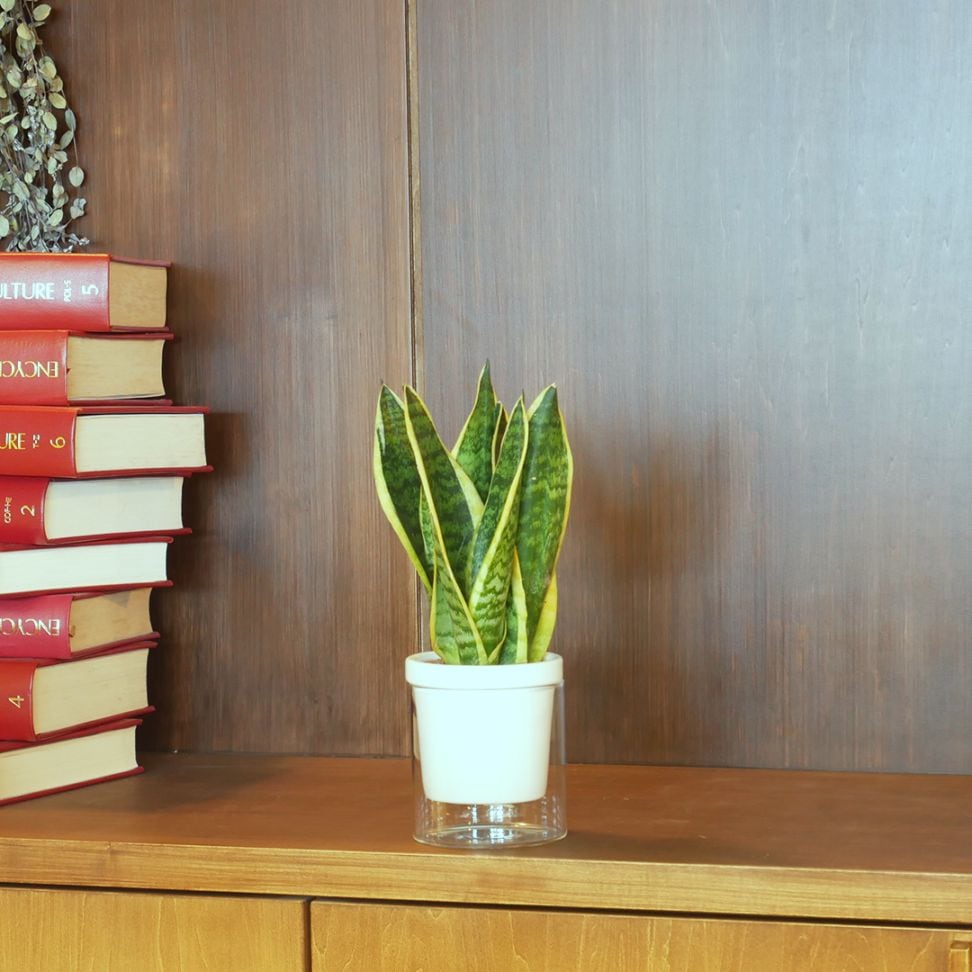 【色が選べる】NEOルーツ100【サンセベリア フツーラ】