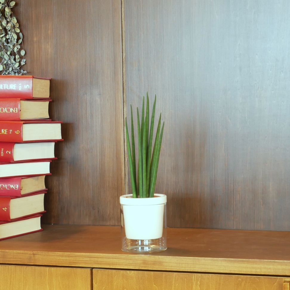 【色が選べる】NEOルーツ100【サンセベリア バキュラリス】