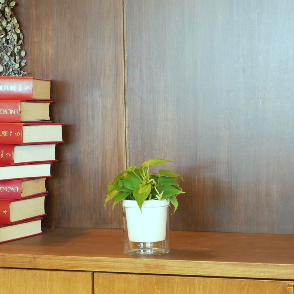 【色が選べる】NEOルーツ100【オキシカルディウム】