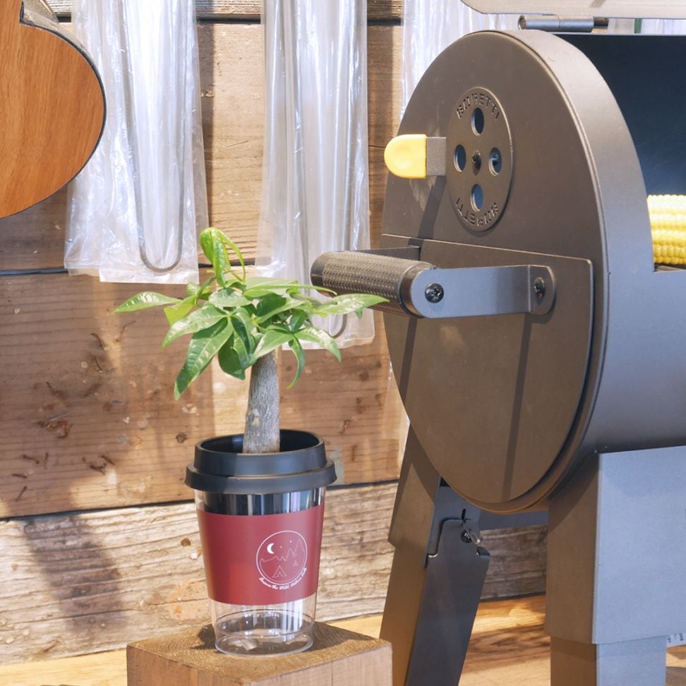 【鉢が選べる】NEOカフェカップトール【パキラ】