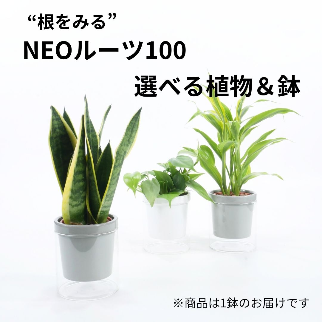 【選べるグリーン＆鉢】NEOルーツ100