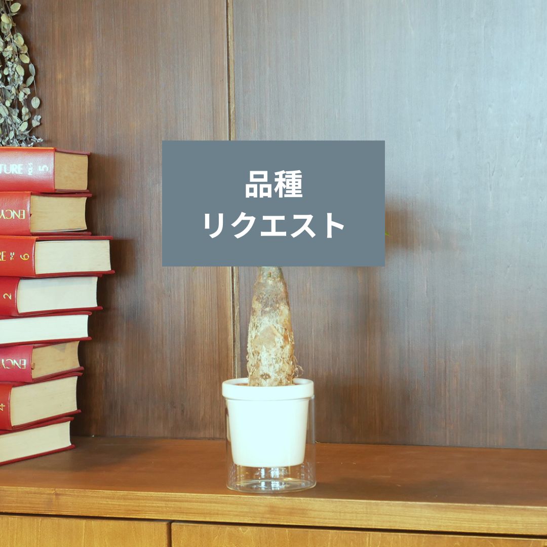 【色が選べる】NEOルーツ100【品種リクエスト】