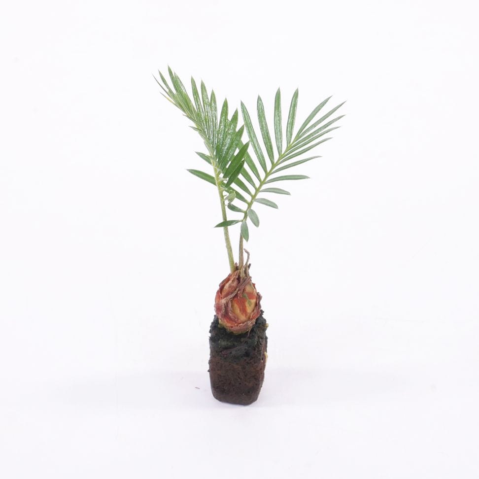 オアシス苗 ソテツ