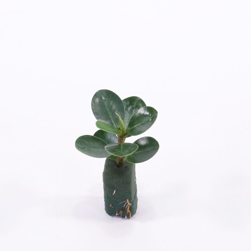 オアシス苗 フィカス　パンダ