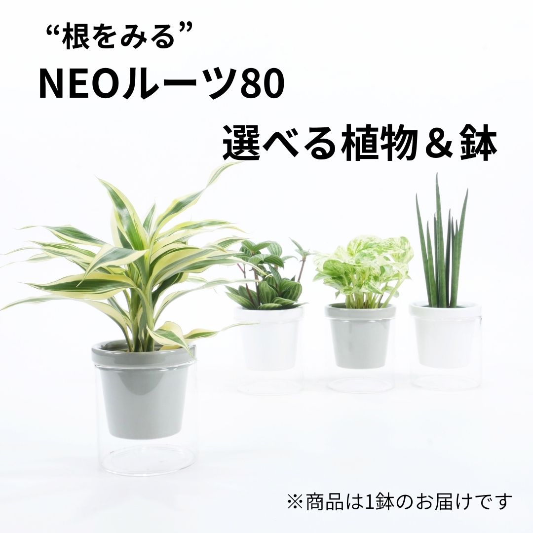 【選べるグリーン＆鉢】NEOルーツ80