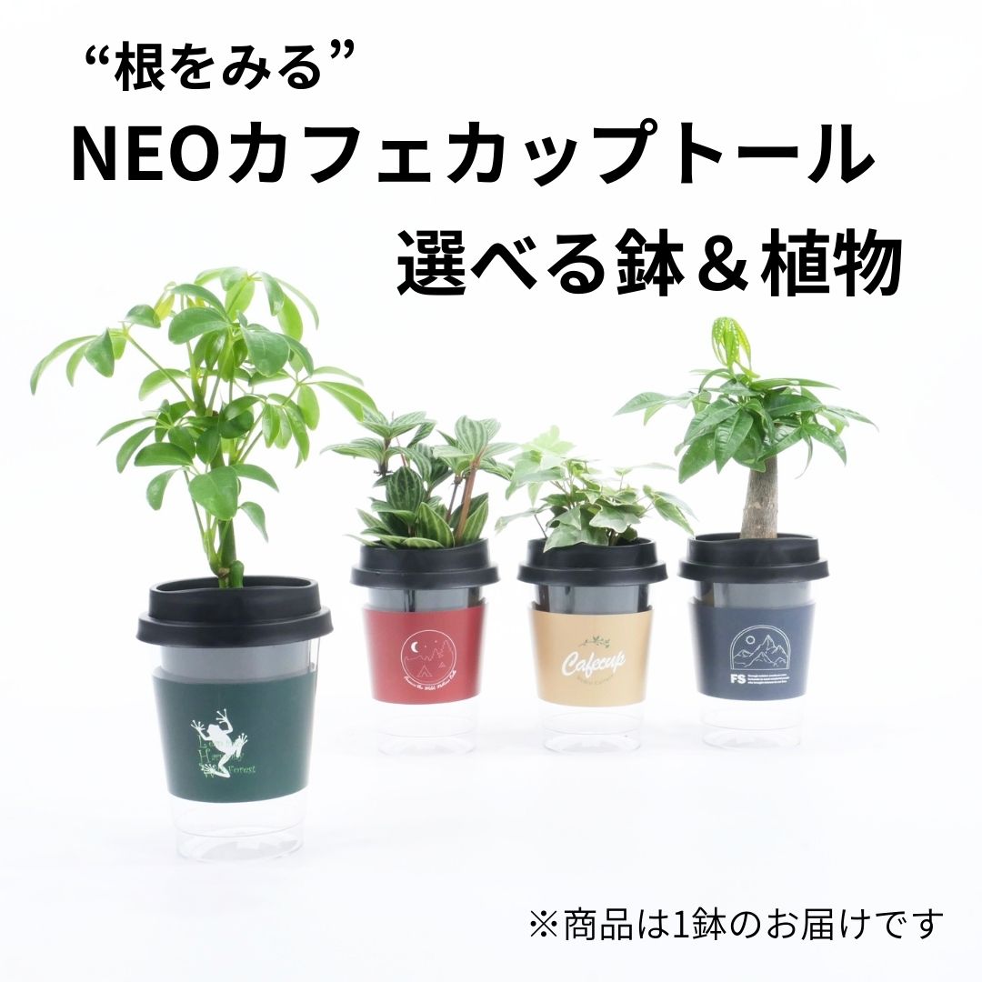 【選べるグリーン＆鉢】NEOカフェカップトール