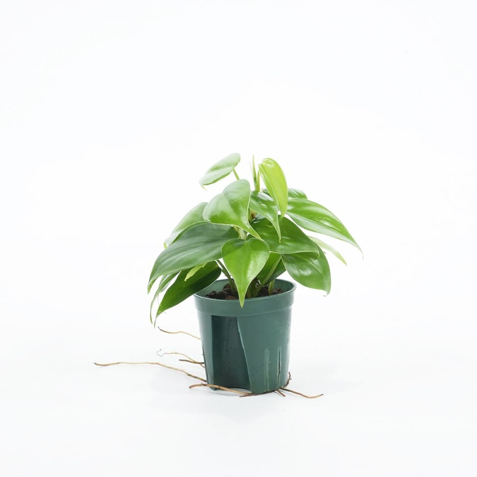 キュート苗（6Φ・2号）オキシカルディウム 緑