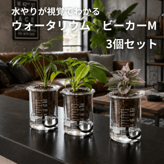 【送料無料】ウォータリウムビーカーM100ml 3個セット ハイドロコーン植え