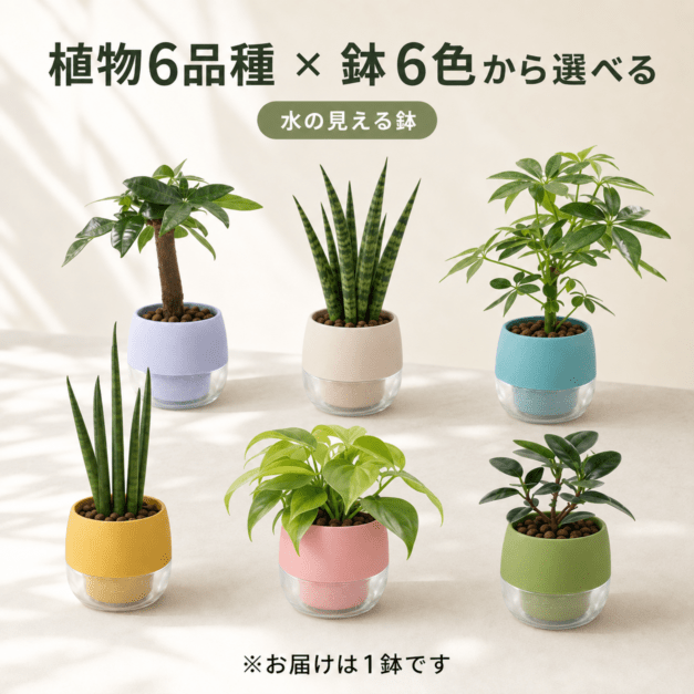 【植物６品種×鉢６色から選べる】キュートビビスモーキーシリーズ
