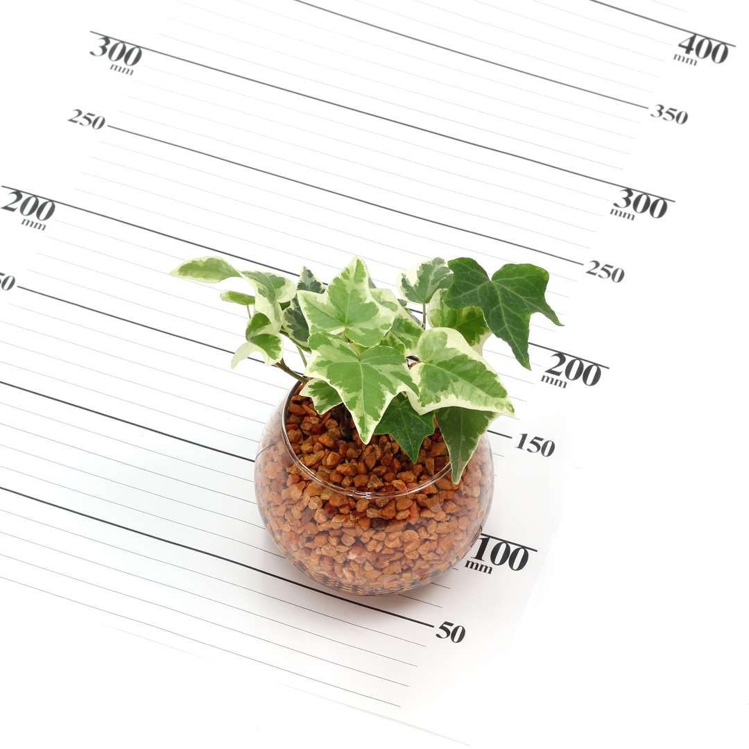 バルンボール100　ピュアライト植え　オレンジ　【ヘデラ】販売時期：12月頃-5月頃