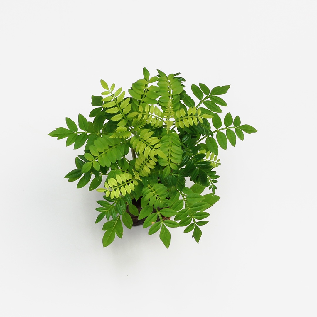 ジャカランダ 苗木 ジャカランダ 苗 販売 苗木部 By 花ひろばオンライン