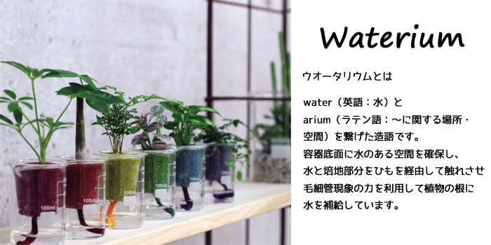 【鉢色選べる】ウォータリウム カラードジャー ハイドロコーン植え 【シェフレラ】