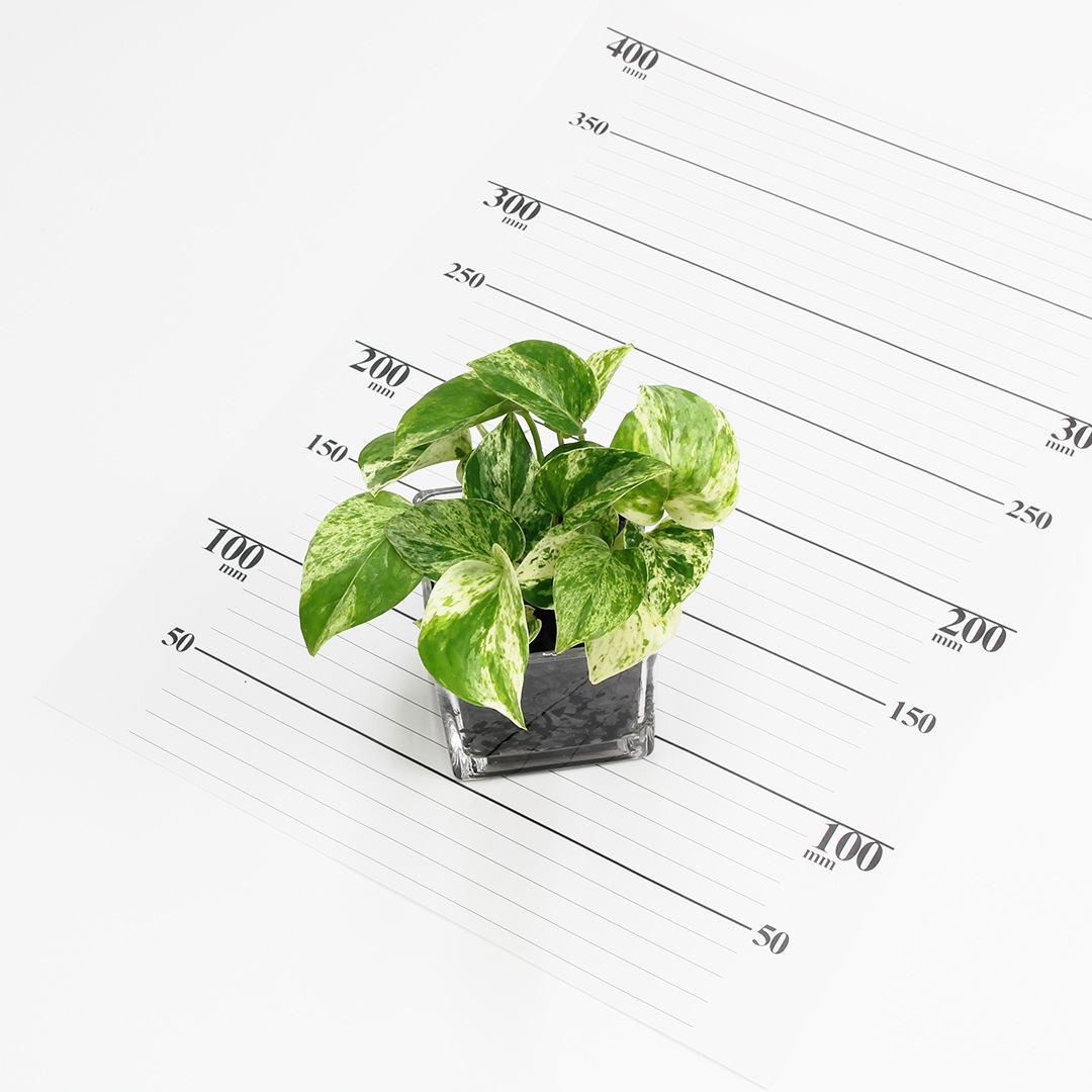キュートキューブ　炭植え【ポトス　マーブルクィーン】