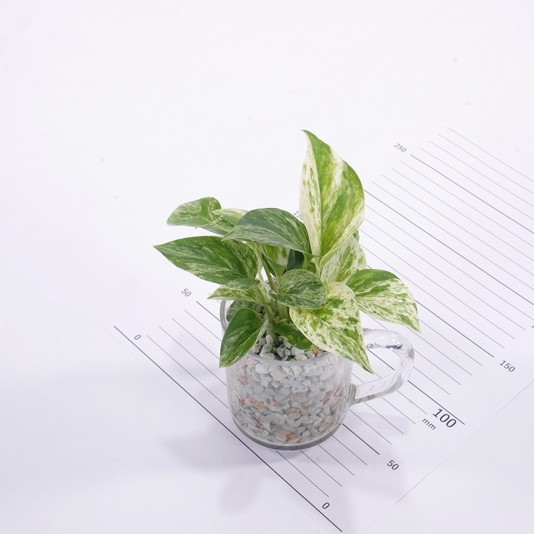 【鉢が選べる・用土が選べる】グラスマグ ピュアライト植え【ポトス マーブルクイーン】