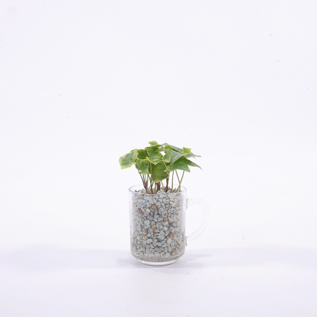 【鉢が選べる・用土が選べる】グラスマグ ピュアライト植え【ヘデラ(アイビー)】販売時期:12月頃-5月頃