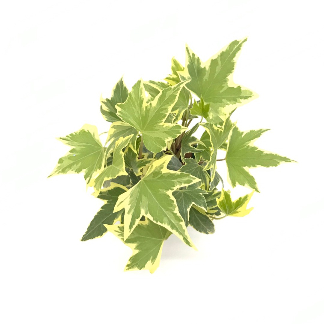 キュート苗（6Φ・2号）ヘデラ（アイビー） イエローリップル