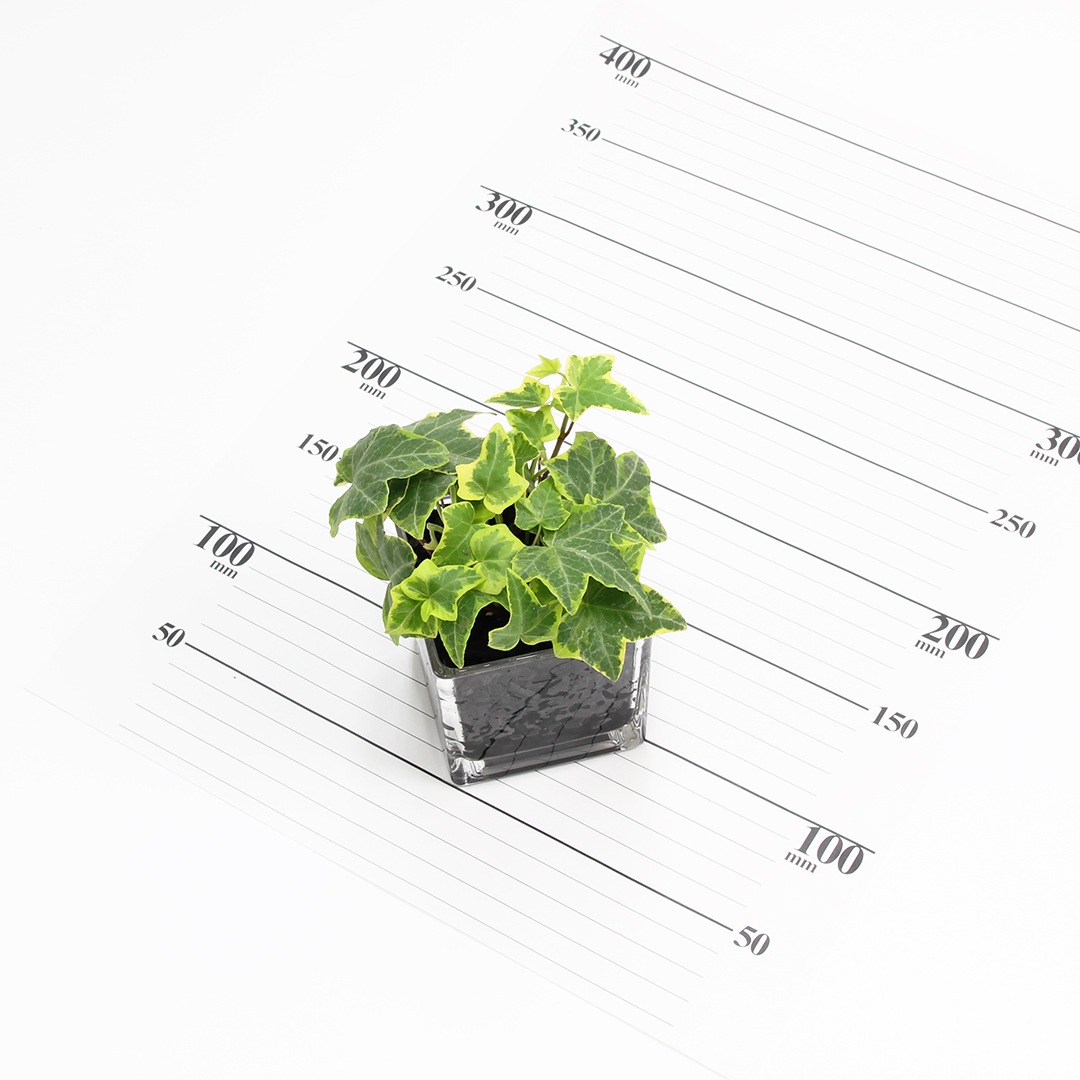 キュートキューブ　炭植え【ヘデラ（アイビー）】販売時期：12月頃-5月頃