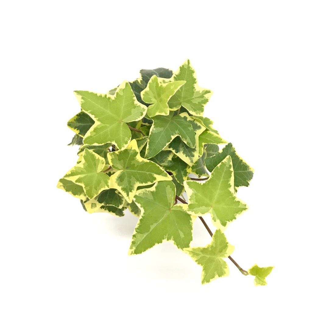 キュート苗（6Φ・2号）ヘデラ（アイビー） ゴールデンチャイルド