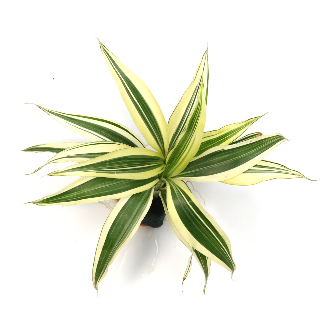 オアシス苗ドラセナ・サンデリアーナ ホワイト