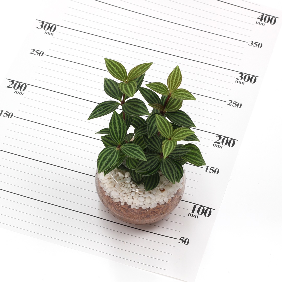 バルンボール100　エコスギ植え【ペペロミア　プテオラタ】