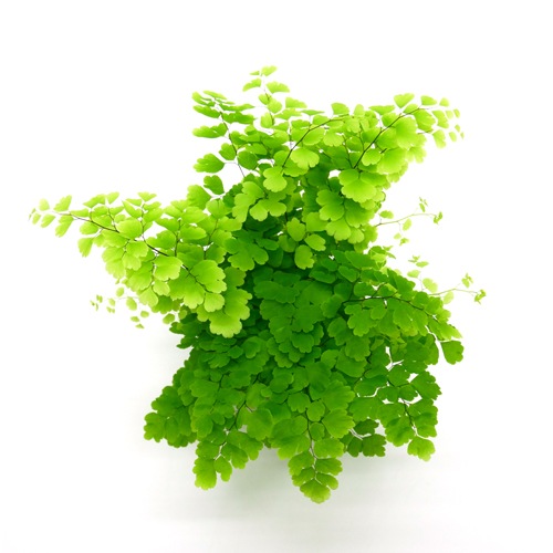 キュート苗（6Φ・2号）アジアンタム