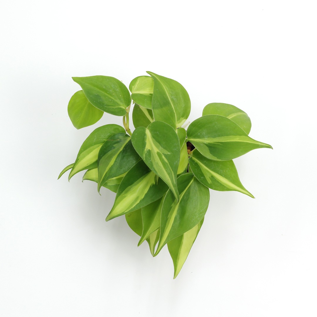 キュート苗（6Φ・2号）オキシカルディウム ブラジル（斑入り）