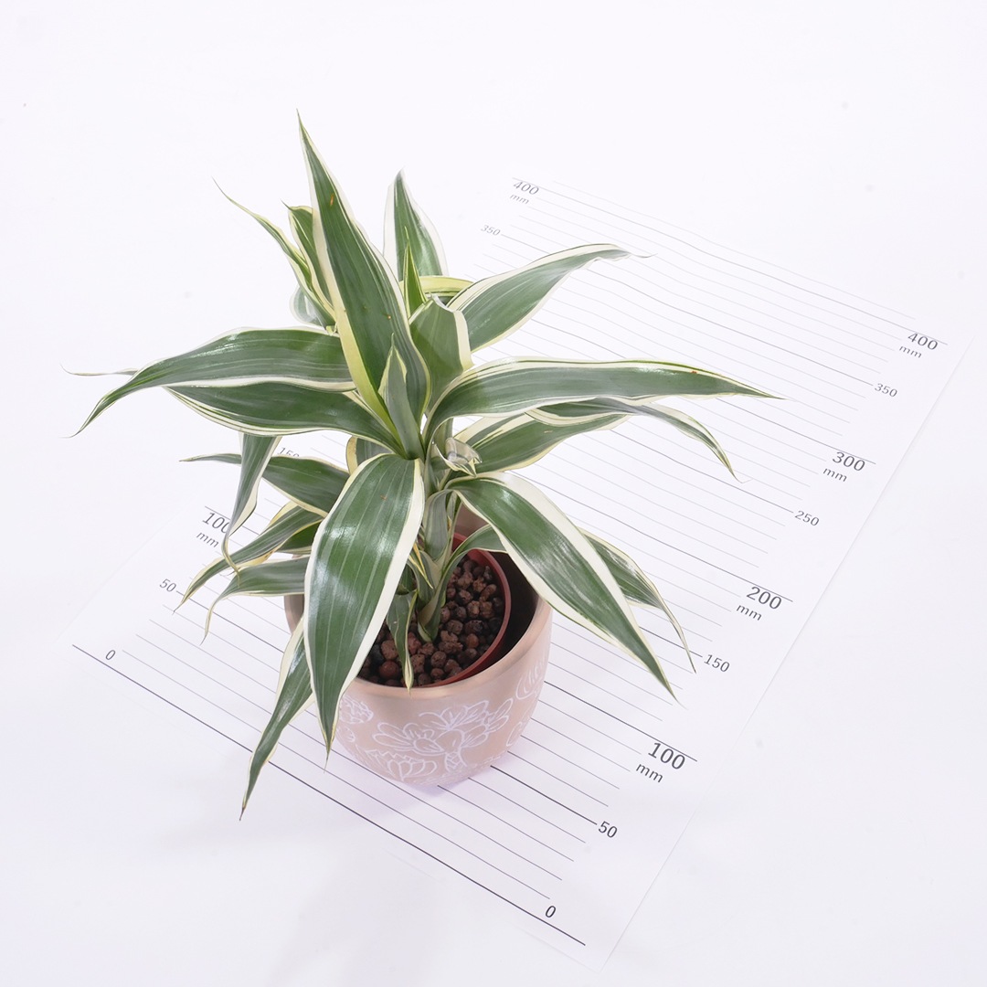 【鉢色選べる】ハイミニブルーメ　【サンデリアーナ　ホワイト】