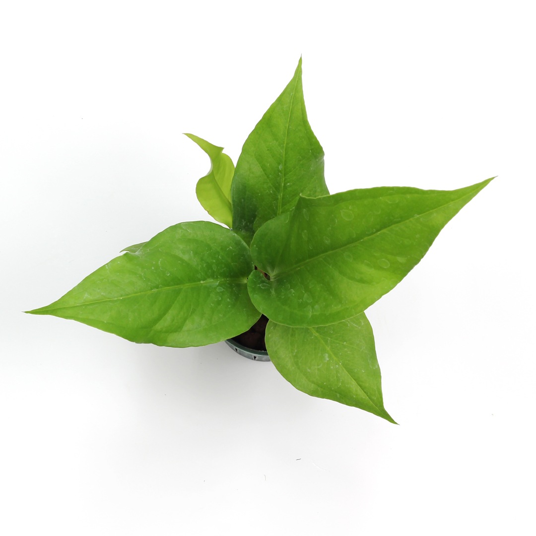 キュート苗（6Φ・2号）アンスリウム　ウェーブオブラブ