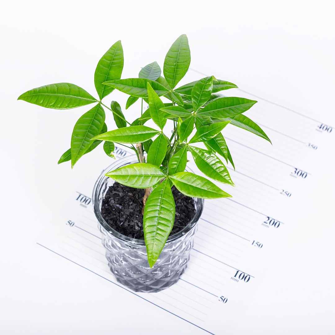 【鉢が選べる】レトロベース140 炭植え 【パキラ】