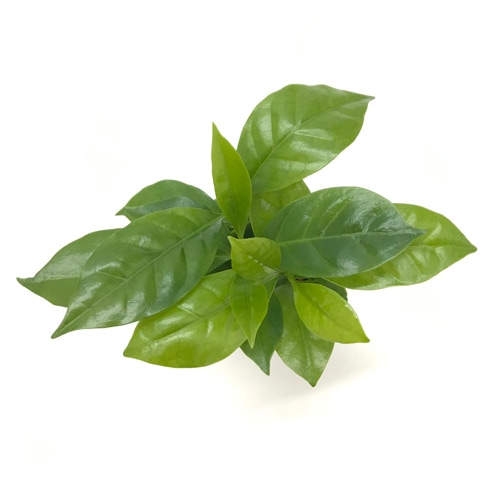 キュート苗（6Φ・2号）コーヒーの木【販売時期：5月頃～9月頃】 | 商品