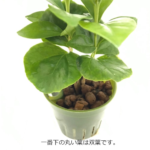 【大苗】コーヒーの木2本・ツヤのある元気葉・90cm以上 コーヒーの木を7年前に3本立ての双葉の状態で購入しました。2