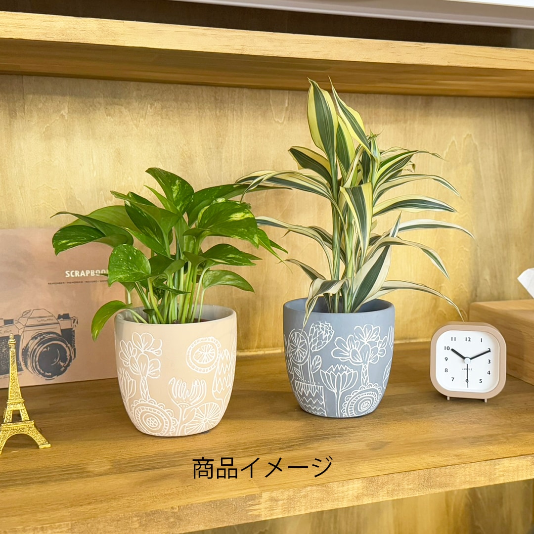 【鉢色選べる】ハイミニブルーメ 【ポトス ゴールド】