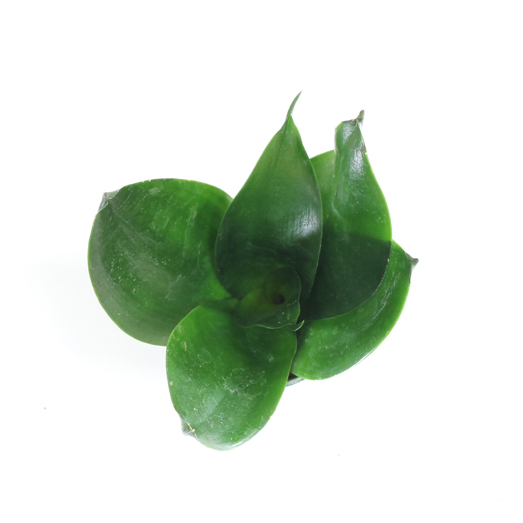 キュート苗（6Φ・2号）サンセベリア　ジェードドワーフ