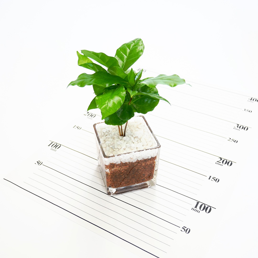 キュートキューブ エコスギ植え【コーヒーの木】販売時期:5月頃~9月頃