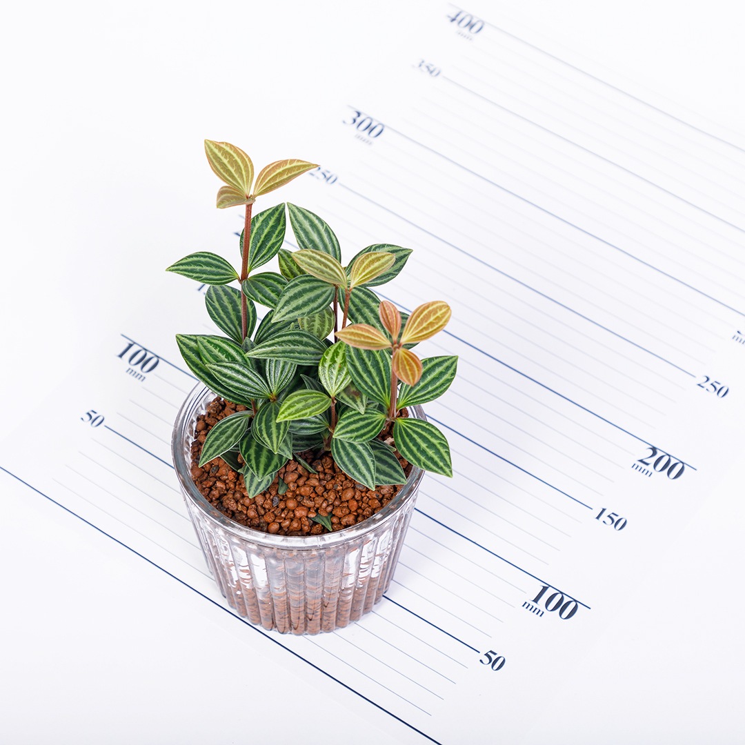 【鉢が選べる】レトロベース120　ハイドロコーン植え【ペペロミア プテオラタ】