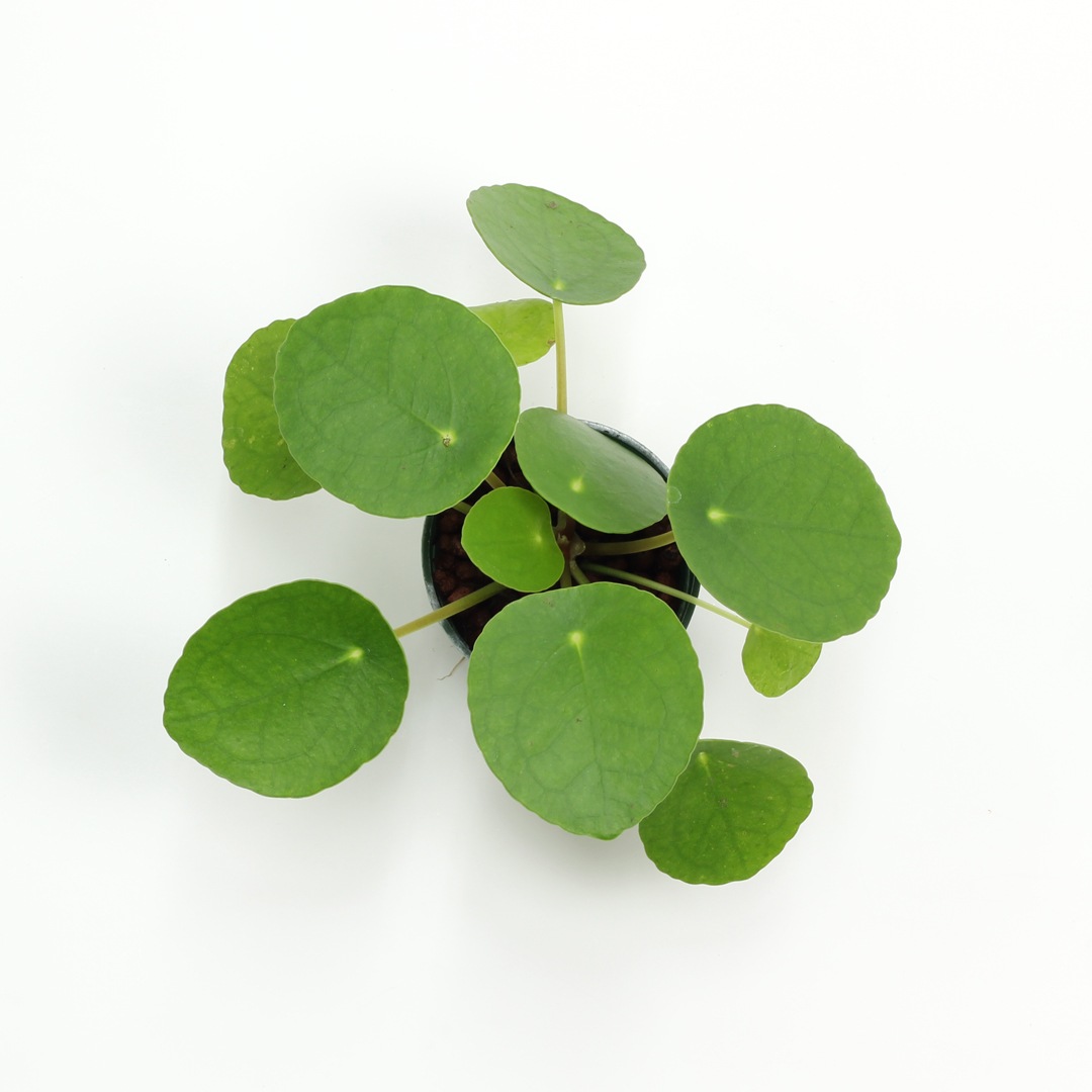 キュート苗（6Φ・2号）ピレア ペペロミオイデス | 商品一覧,苗木