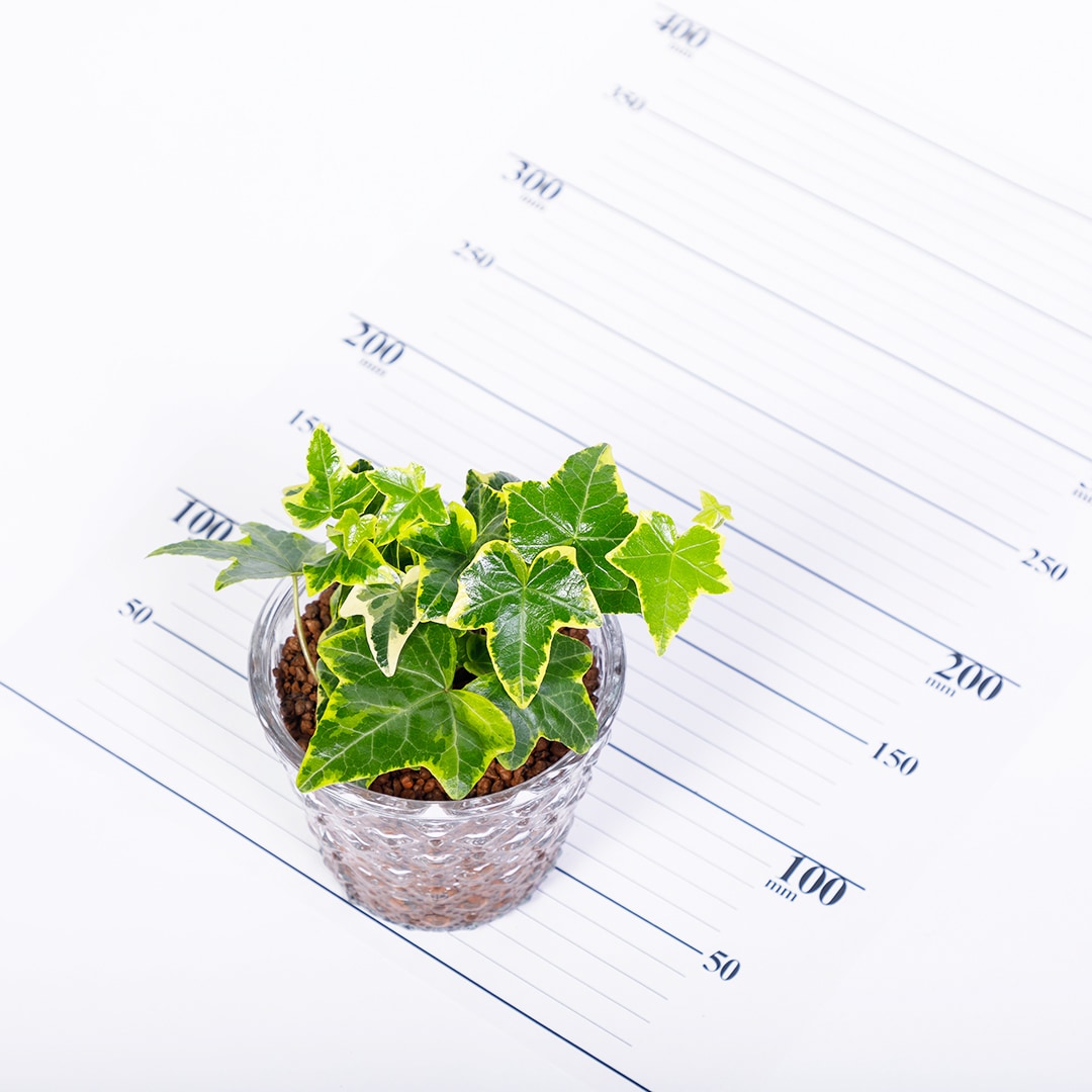 【鉢が選べる】レトロベース120　ハイドロコーン植え【ヘデラ】