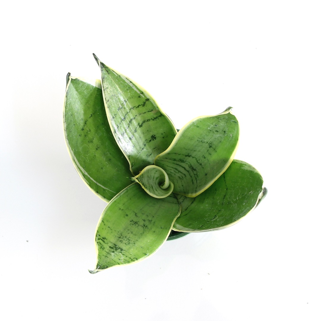 キュート苗（6Φ・2号）サンセベリア シルバーハニー