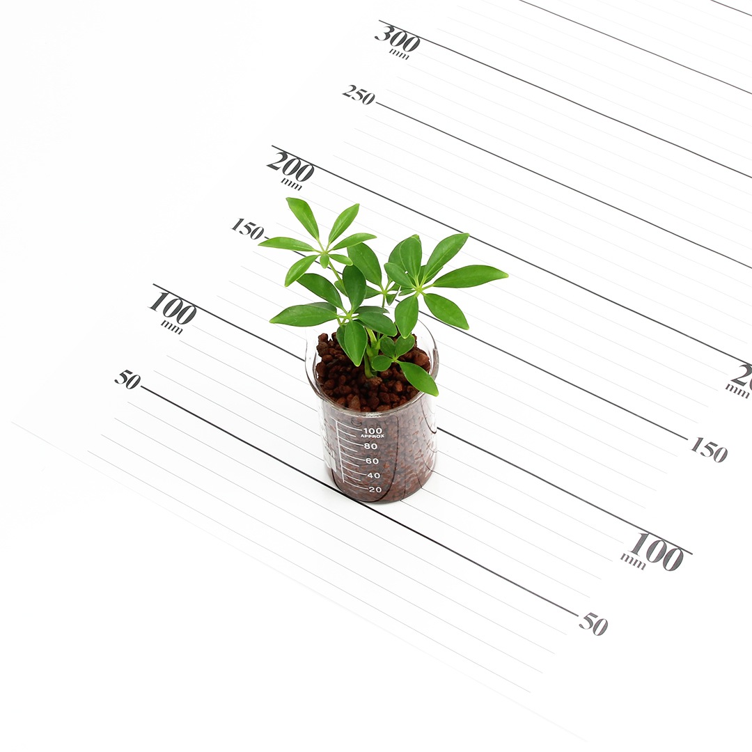 プチビーカーS100ml　ハイドロコーン植え【シェフレラ】