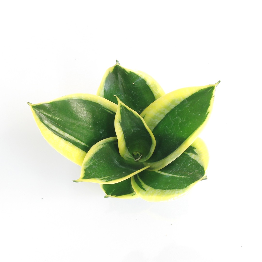 キュート苗（6Φ・2号）サンセベリア ハニーバニー